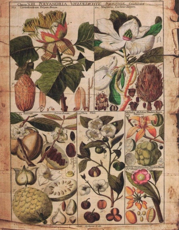 Zestaw papierów do art journalingu 14x18 Botanical 2 owoce warzywa grzyby retro