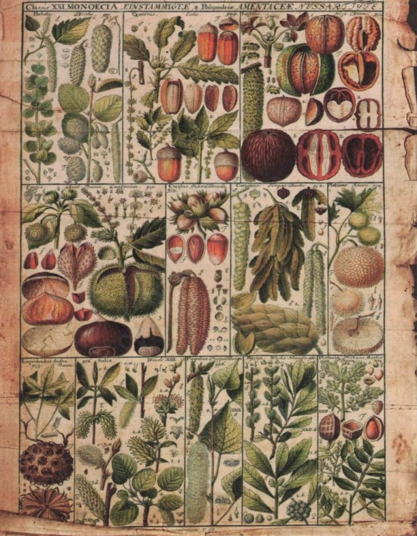 Zestaw papierów do art journalingu 14x18 Botanical 2 owoce warzywa grzyby retro