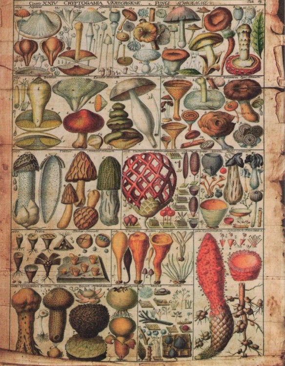 Zestaw papierów do art journalingu 14x18 Botanical 2 owoce warzywa grzyby retro