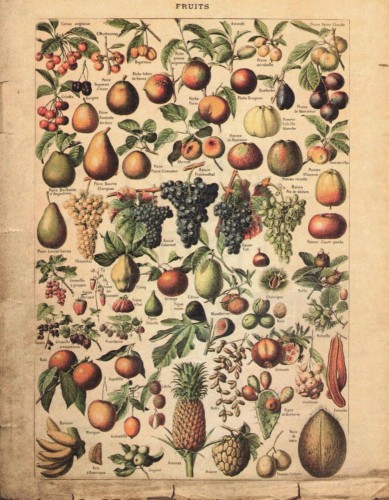 Zestaw papierów do art journalingu 14x18 Botanical 2 owoce warzywa grzyby retro