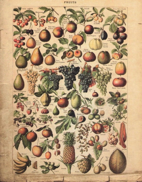 Zestaw papierów do art journalingu 14x18 Botanical 2 owoce warzywa grzyby retro