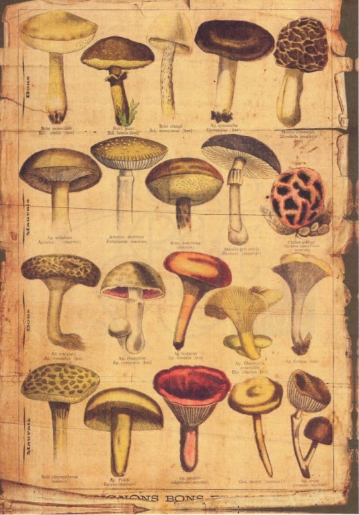 Zestaw papierów do art journalingu 14x20 Botanical 1 kwiaty grzyby retro
