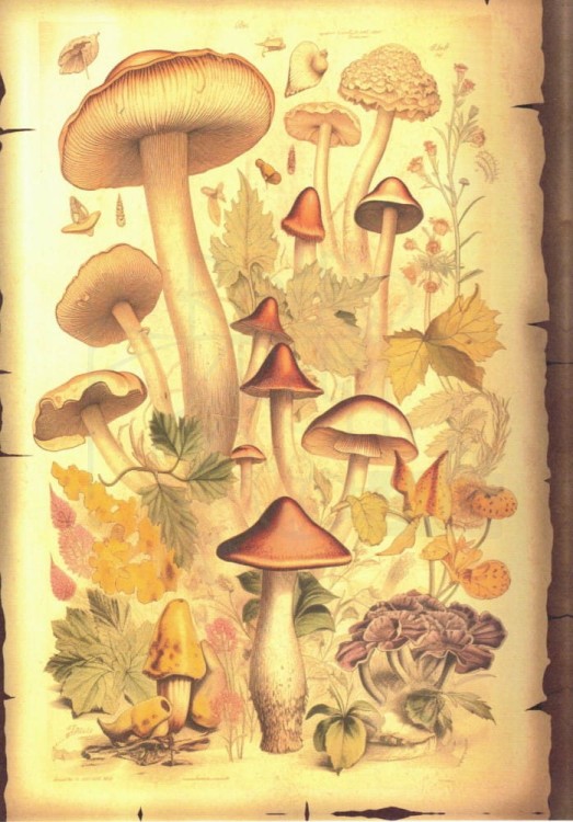 Zestaw papierów do art journalingu 14x20 Botanical 1 kwiaty grzyby retro