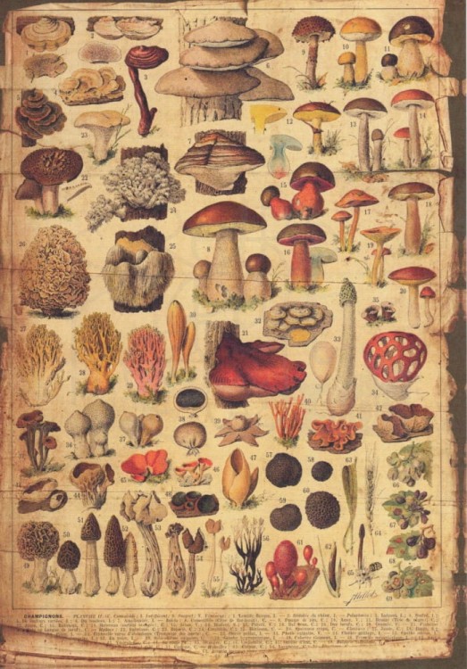 Zestaw papierów do art journalingu 14x20 Botanical 1 kwiaty grzyby retro