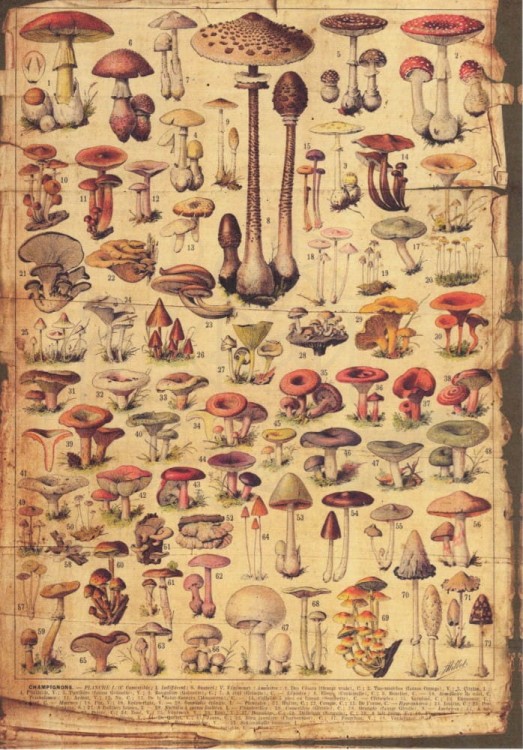 Zestaw papierów do art journalingu 14x20 Botanical 1 kwiaty grzyby retro