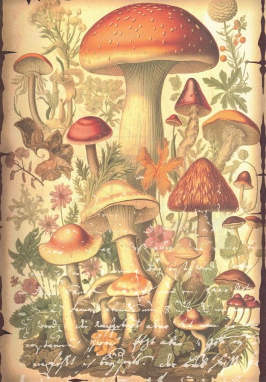 Zestaw papierów do art journalingu 14x20 Botanical 1 kwiaty grzyby retro