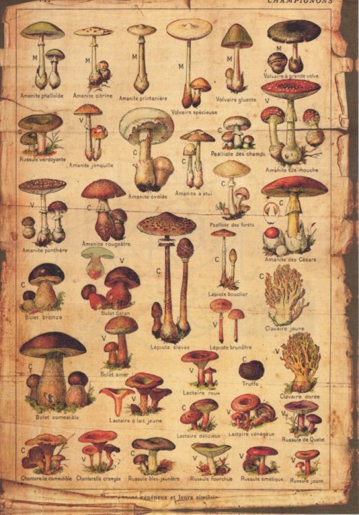 Zestaw papierów do art journalingu 14x20 Botanical 1 kwiaty grzyby retro