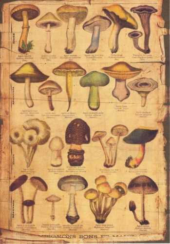 Zestaw papierów do art journalingu 14x20 Botanical 1 kwiaty grzyby retro