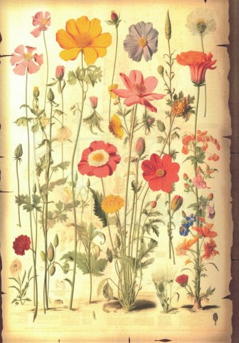 Zestaw papierów do art journalingu 14x20 Botanical 1 kwiaty grzyby retro