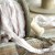Wstążka gnieciona vintage Milk Foam olds-67 Old Fashion Ribbon