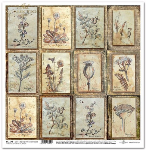 Papier do scrapbookingu 30x30 Herbarium 2 - Zielnik - zioła rośliny SL1171 ITD Collection