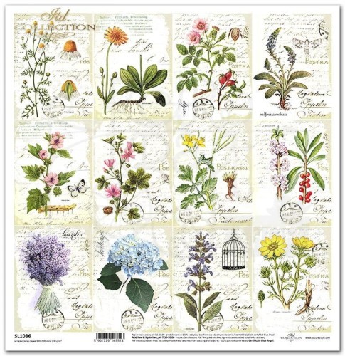 Papier do scrapbookingu 30x30 Zielnik - Herbarium SL1036 ITD Collection