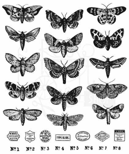Stempel gumowy kauczukowy Moth Study CMS436 Tim Holtz Stampers Anonymous