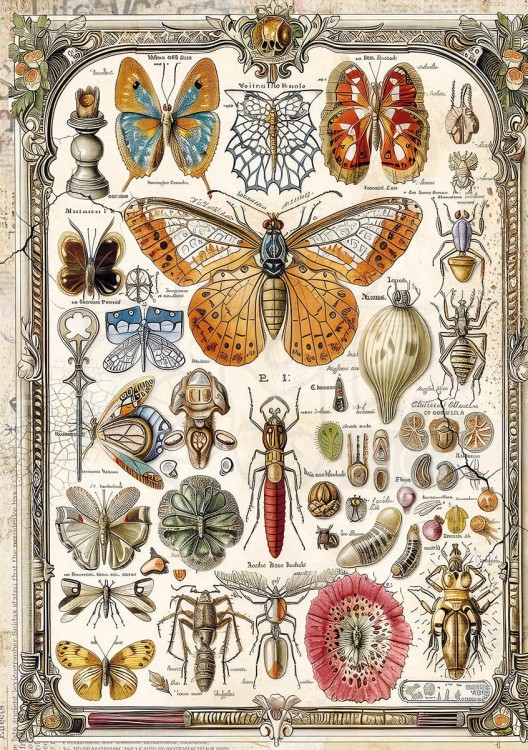 Zestaw papier ryżowych A5 Cabinet of Curiosities 8 sztuk CBRS003 Ciao Bella
