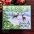 Stempel akrylowy Tis' The Season CEC1106 Creative Expressions