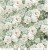 Zestaw papierów do scrapbookingu 30x30 Cherished Memories  CC-C72-CHM-00 Craft O'Clock