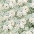 Zestaw papierów do scrapbookingu 20x20 Cherished Memories  CC-C72-CHM-07 Craft O'Clock