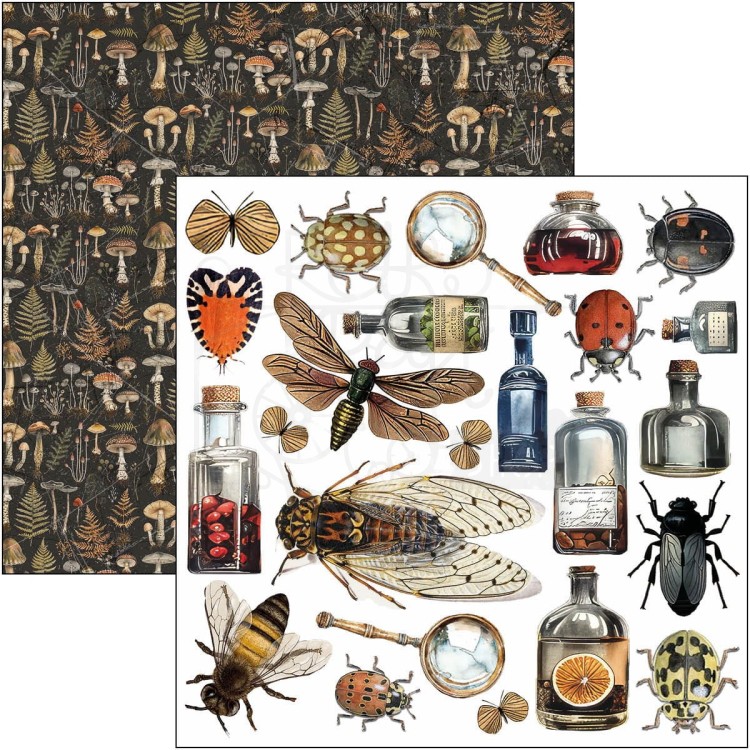 Zestaw papierów do scrapbookingu 15x15 Cabinet of Curiosites CBQE085 Ciao Bella