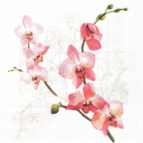 Serwetka 33x33 Kwiat orchidea