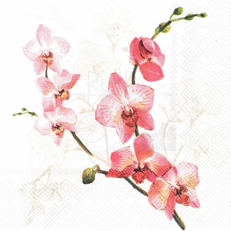 Serwetka 33x33 Kwiat orchidea