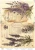 Papier ryżowy do decoupage A4 Lawenda vintage 03 A-R-074 Artistiko