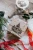 Rub-on Decor Transfer Middy 21.5x27.9cm Whimsical Holiday Dreams 4 ark 676643 Prima