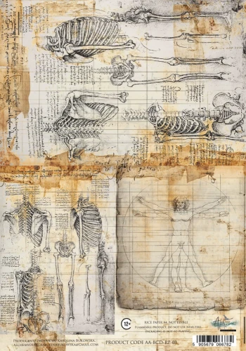 Papier ryżowy do decoupage A4 Behind Closed Doors - Anatomia AA-BCD-RP-03 Alchemy of Art