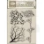 Stempel akrylowy 14x18cm Herbarium Silvae Drzewa WTK232 Stamperia
