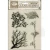 Stempel akrylowy 14x18cm Herbarium Silvae Drzewa WTK232 Stamperia