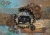 Zestaw papierów do scrapbookingu A4 Gearhead Workshop 14 arkuszy SL-ES-CMP26 Studio Light