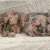 Papier ryżowy do decoupage 24x33 Papuga i kwiaty retro LBD535 LaBlanche